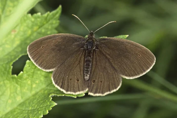 Gerahmter Druck : Aphantopus hyperantus, Braunwaldvogel. Gerahmter Druck : Aphantopus hyperantus, Braunwaldvogel.