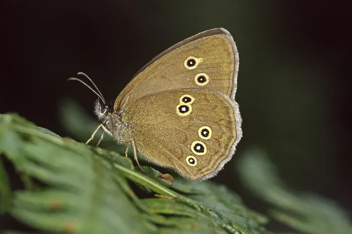 Gerahmter Druck : Aphantopus hyperantus, Braunwaldvogel. Gerahmter Druck : Aphantopus hyperantus, Braunwaldvogel.