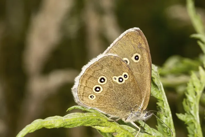 Gerahmter Druck : Aphantopus hyperantus, Braunwaldvogel. Gerahmter Druck : Aphantopus hyperantus, Braunwaldvogel.