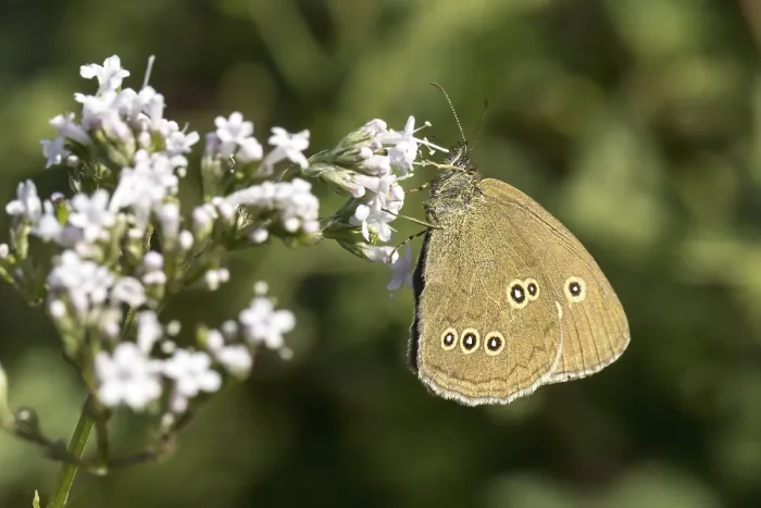 Gerahmter Druck : Aphantopus hyperantus, Braunwaldvogel. Gerahmter Druck : Aphantopus hyperantus, Braunwaldvogel.