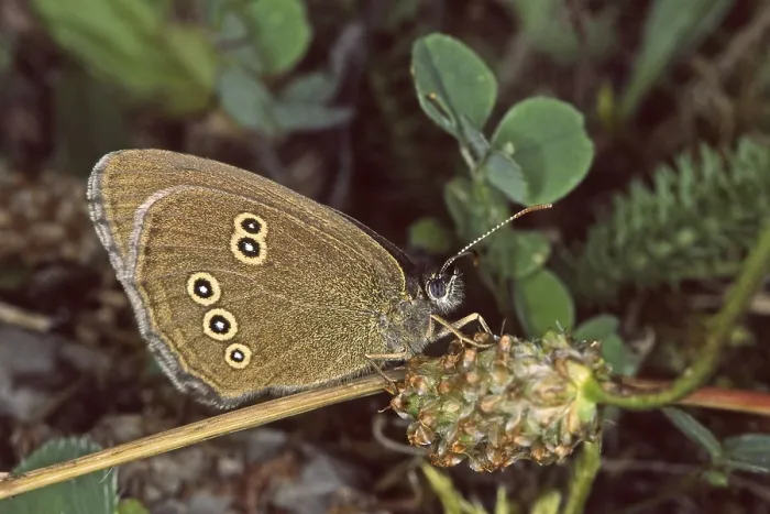 Gerahmter Druck : Aphantopus hyperantus, brauner Waldvogel Gerahmter Druck : Aphantopus hyperantus, brauner Waldvogel