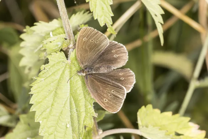 Gerahmter Druck : Aphantopus hyperantus, Braunwaldvogel. Gerahmter Druck : Aphantopus hyperantus, Braunwaldvogel.