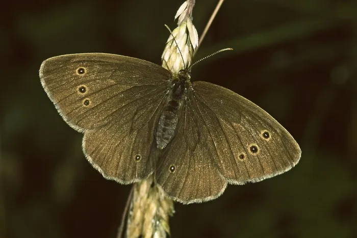 Gerahmter Druck : Aphantopus hyperantus, brauner Waldvogel Gerahmter Druck : Aphantopus hyperantus, brauner Waldvogel