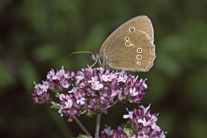 Gerahmter Druck : Aphantopus hyperantus, brauner Waldvogel. Gerahmter Druck : Aphantopus hyperantus, brauner Waldvogel.