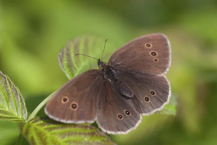 Gerahmter Druck : Aphantopus hyperantus, brauner Waldvogel. Gerahmter Druck : Aphantopus hyperantus, brauner Waldvogel.