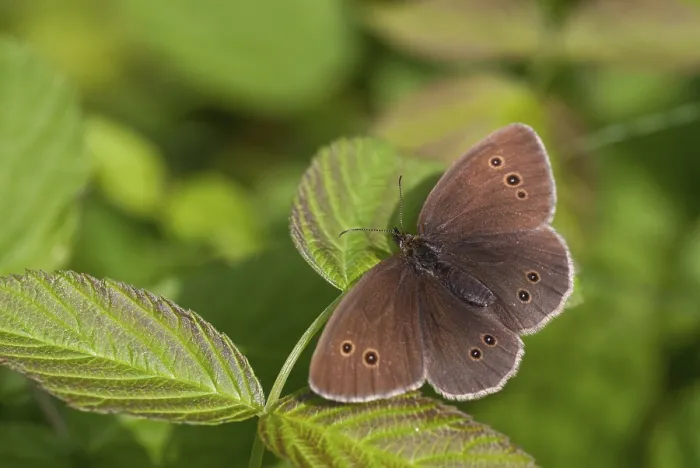 Gerahmter Druck : Aphantopus hyperantus, Braunwaldvogel Gerahmter Druck : Aphantopus hyperantus, Braunwaldvogel