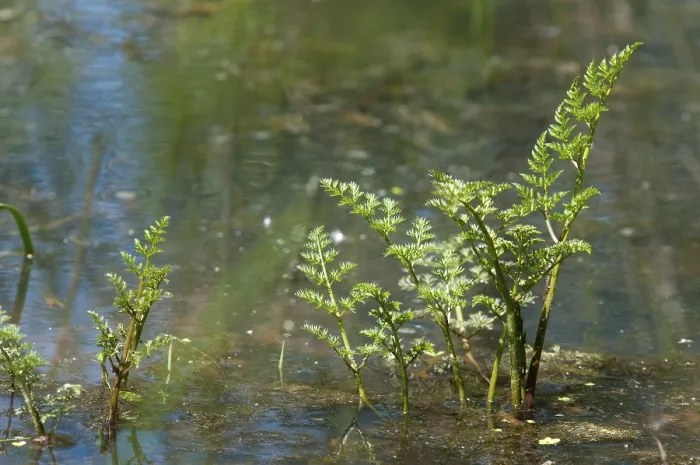 Gerahmter Druck : Apiaceae, Umbelliferen. Gerahmter Druck : Apiaceae, Umbelliferen.