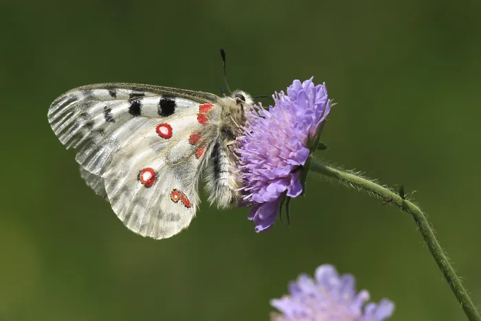 Gerahmter Druck : Apollo (Parnassius apollo) Gerahmter Druck : Apollo (Parnassius apollo)