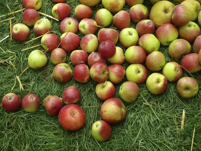 Gerahmter Druck : Apfel, Äpfel, Apfelbaum, Wiese Gerahmter Druck : Apfel, Äpfel, Apfelbaum, Wiese