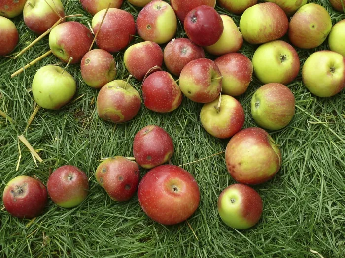 Gerahmter Druck : Apfel, Äpfel, Apfelbaum, Wiese Gerahmter Druck : Apfel, Äpfel, Apfelbaum, Wiese