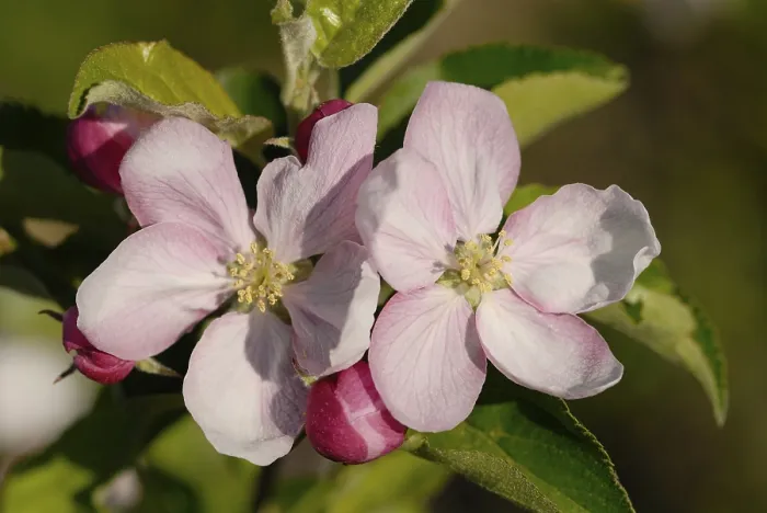 Gerahmter Druck : Apple-Blossom Gerahmter Druck : Apple-Blossom