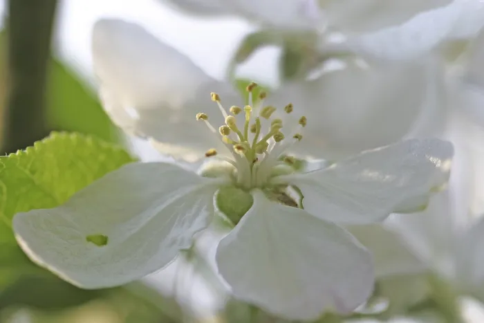 Gerahmter Druck : Apfelblüte Gerahmter Druck : Apfelblüte