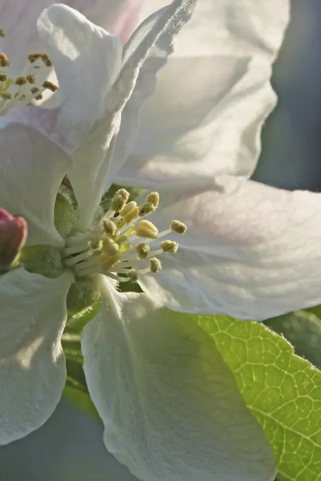 Gerahmter Druck : Apfelblüte Gerahmter Druck : Apfelblüte
