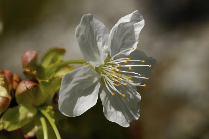 Gerahmter Druck : Apple-Blossom