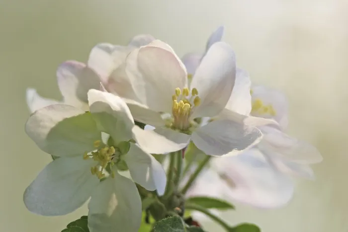 Gerahmter Druck : Apfelblüte