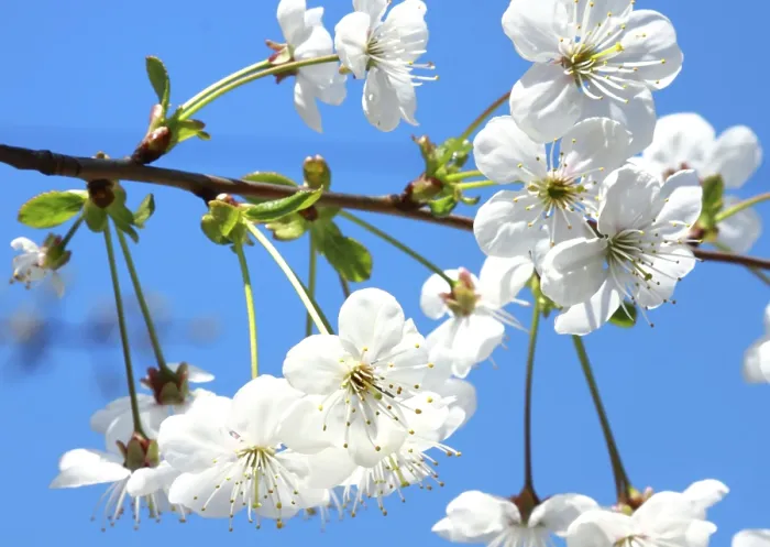 Gerahmter Druck : Apfelblüte