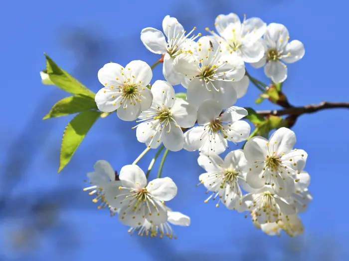 Gerahmter Druck : Apfelblüte Gerahmter Druck : Apfelblüte