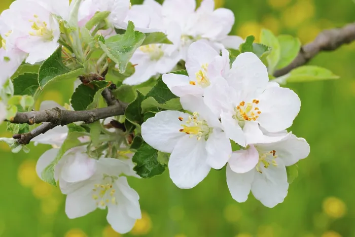 Gerahmter Druck : Apfelblüten Gerahmter Druck : Apfelblüten