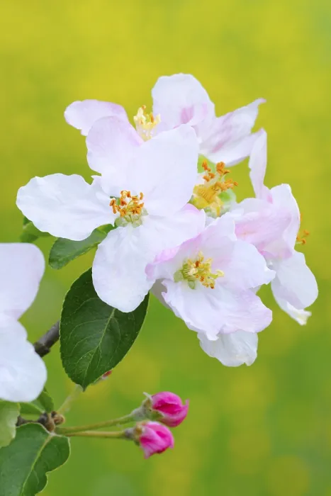 Gerahmter Druck : Apfelblüten. Gerahmter Druck : Apfelblüten.