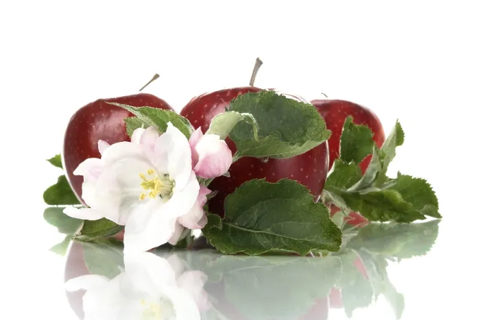 Gerahmter Druck : Blüten von Äpfeln Gerahmter Druck : Blüten von Äpfeln