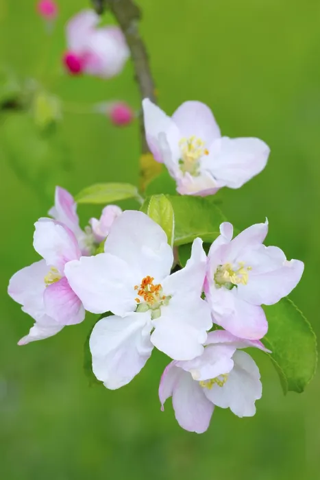 Gerahmter Druck : Apfelblüten Gerahmter Druck : Apfelblüten