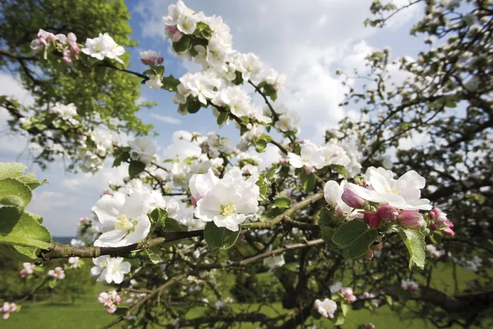 Gerahmter Druck : Apfelblüten Gerahmter Druck : Apfelblüten
