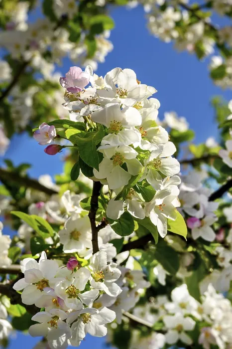 Gerahmter Druck : Apfelblüten, Apfelbaum (Malus) Gerahmter Druck : Apfelblüten, Apfelbaum (Malus)