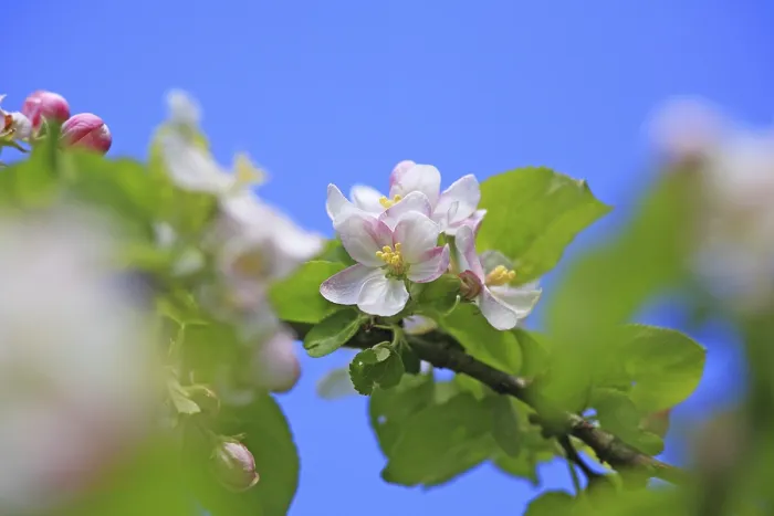 Gerahmter Druck : Apfelblüten (Malus) Gerahmter Druck : Apfelblüten (Malus)