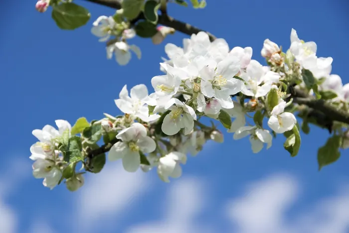 Gerahmter Druck : Apfelblüten (Malus) Gerahmter Druck : Apfelblüten (Malus)