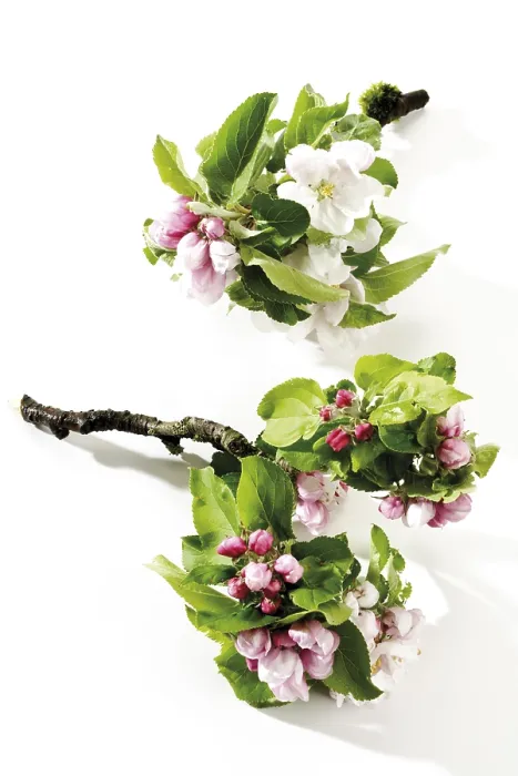 Gerahmter Druck : Apfelblüten (Malus) Gerahmter Druck : Apfelblüten (Malus)