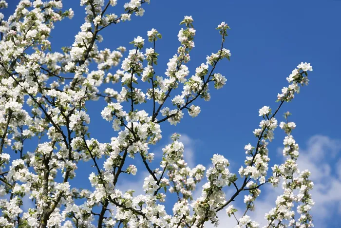 Gerahmter Druck : Apfelblüten (Malus) Gerahmter Druck : Apfelblüten (Malus)
