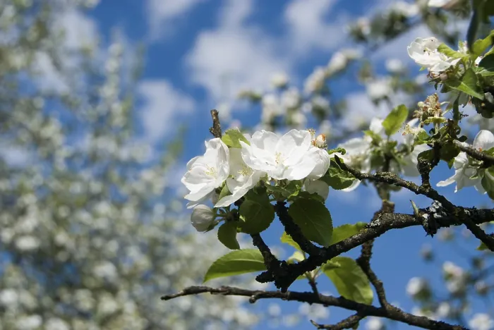 Gerahmter Druck : Apfelblüten (Malus) Gerahmter Druck : Apfelblüten (Malus)