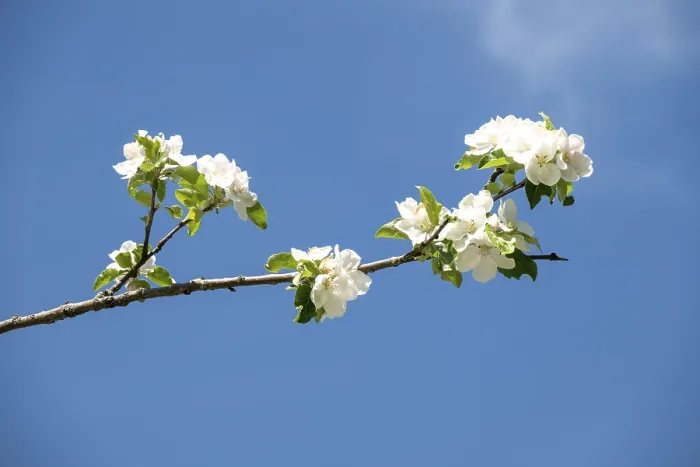 Gerahmter Druck : Apfelblüten (Malus), Nahansicht. Gerahmter Druck : Apfelblüten (Malus), Nahansicht.