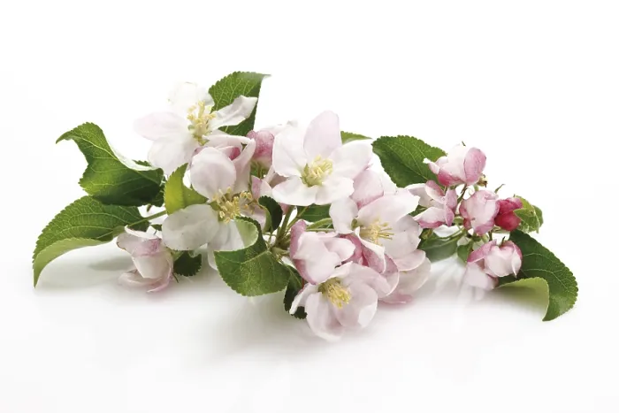 Gerahmter Druck : Apfelblüten auf einem Zweig. Gerahmter Druck : Apfelblüten auf einem Zweig.