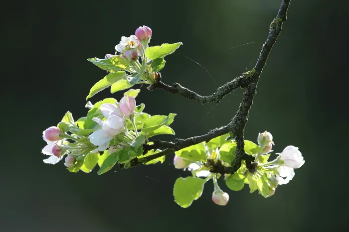 Gerahmter Druck : Apfelblüte (Malus) Gerahmter Druck : Apfelblüte (Malus)