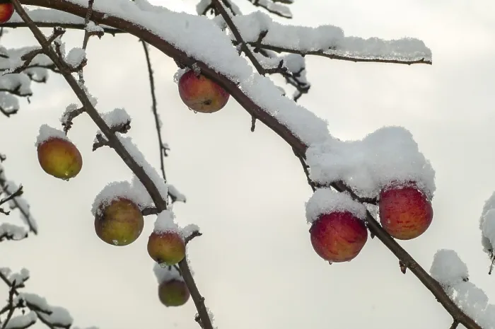 Gerahmter Druck : Apfel, Frucht, Wiesenobstgarten, Frucht. Gerahmter Druck : Apfel, Frucht, Wiesenobstgarten, Frucht.