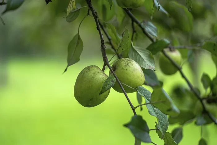 Gerahmter Druck : Apfel (Malus), zwei Äpfel auf einem Baum. Gerahmter Druck : Apfel (Malus), zwei Äpfel auf einem Baum.