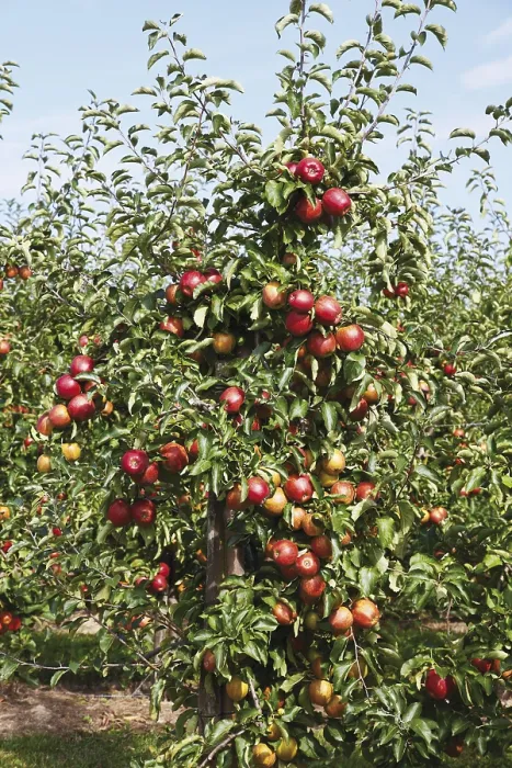 Gerahmter Druck : Apfelbaum, rote Äpfel auf dem Baum. Gerahmter Druck : Apfelbaum, rote Äpfel auf dem Baum.