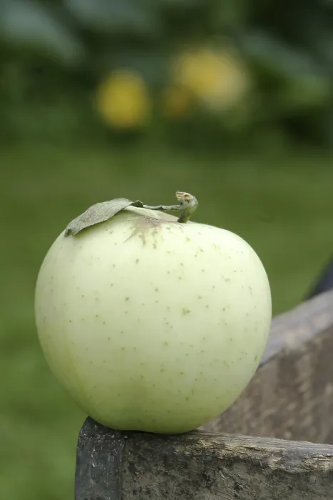 Gerahmter Druck : Apfel Sorte Klarapfel Gerahmter Druck : Apfel Sorte Klarapfel