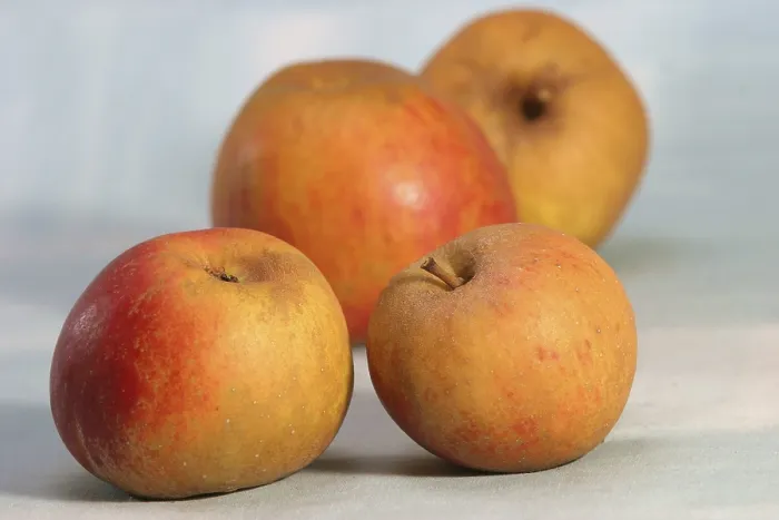 Gerahmter Druck : Apfel Sorte 'Ribston Pepping' Gerahmter Druck : Apfel Sorte 'Ribston Pepping'