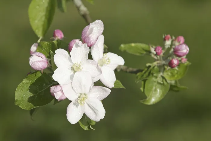 Gerahmter Druck : Der Apfelbaum blüht. Gerahmter Druck : Der Apfelbaum blüht.