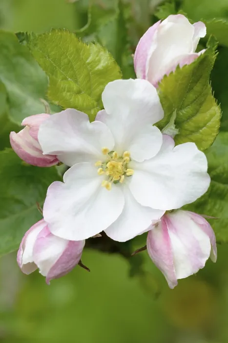 Gerahmter Druck : Apfelbaumblüte (Malus sp.) Gerahmter Druck : Apfelbaumblüte (Malus sp.)