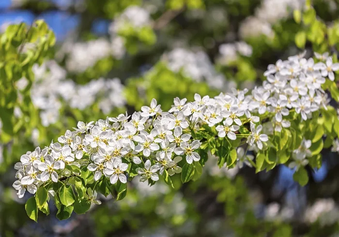Gerahmter Druck : Apfelbaum blühende Zweig im Frühling. Gerahmter Druck : Apfelbaum blühende Zweig im Frühling.