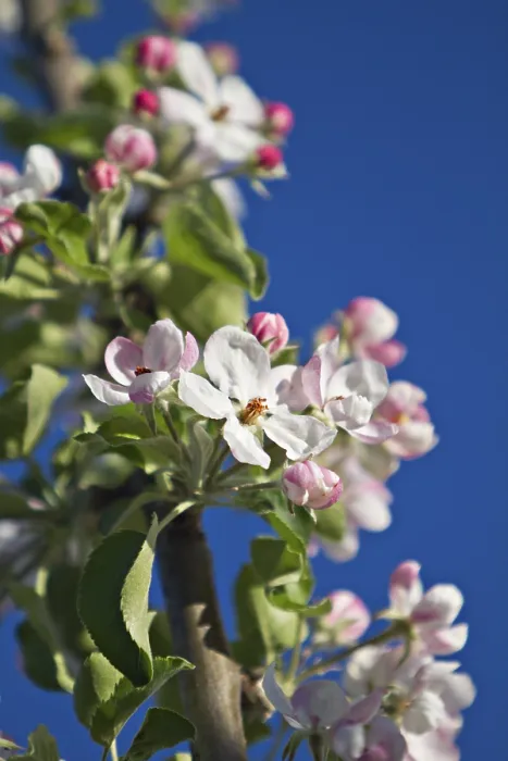 Gerahmter Druck : Apfelbaumblüten (Malus sp.) Gerahmter Druck : Apfelbaumblüten (Malus sp.)