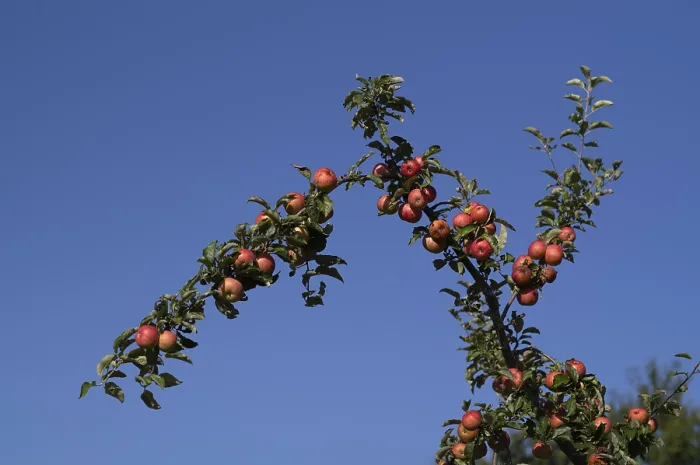 Gerahmter Druck : Apfelbaum, Ast, rote Äpfel. Gerahmter Druck : Apfelbaum, Ast, rote Äpfel.