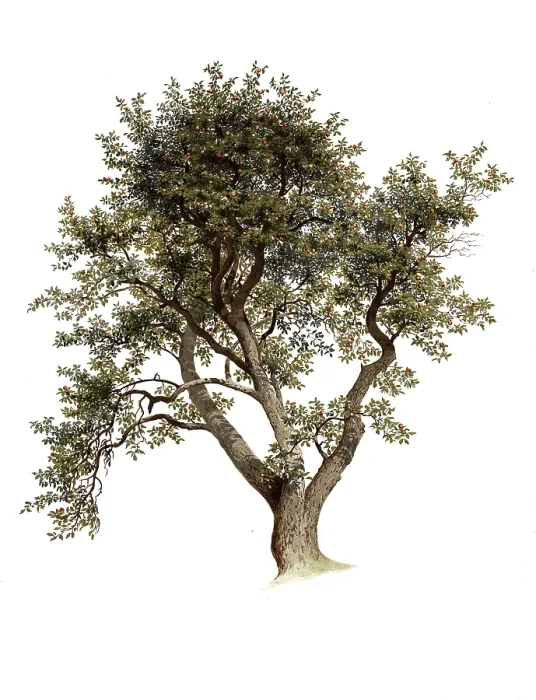 Gerahmter Druck : Apfelbaum, kultivierter Apfelbaum. Gerahmter Druck : Apfelbaum, kultivierter Apfelbaum.
