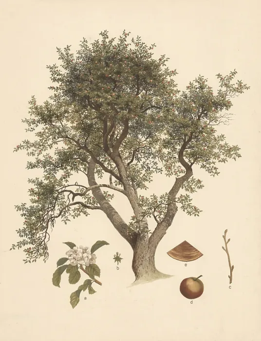 Gerahmter Druck : Apfelbaum, kultivierter Apfelbaum. Gerahmter Druck : Apfelbaum, kultivierter Apfelbaum.