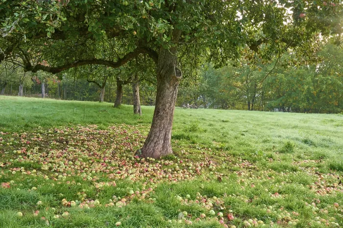 Gerahmter Druck : Apfelbaum, gefallenes Obst, Wiesenobstgarten Gerahmter Druck : Apfelbaum, gefallenes Obst, Wiesenobstgarten