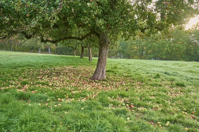 Gerahmter Druck : Apfelbaum, gefallener Frucht, Wiesenuhr. Gerahmter Druck : Apfelbaum, gefallener Frucht, Wiesenuhr.