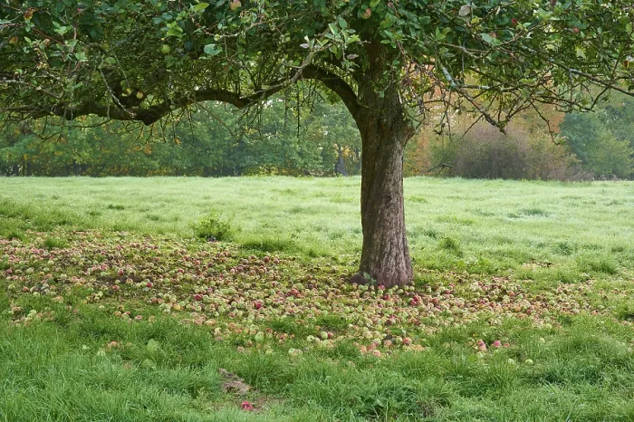 Gerahmter Druck : Apfelbaum, gefallenes Obst, Wiesenuhr. Gerahmter Druck : Apfelbaum, gefallenes Obst, Wiesenuhr.